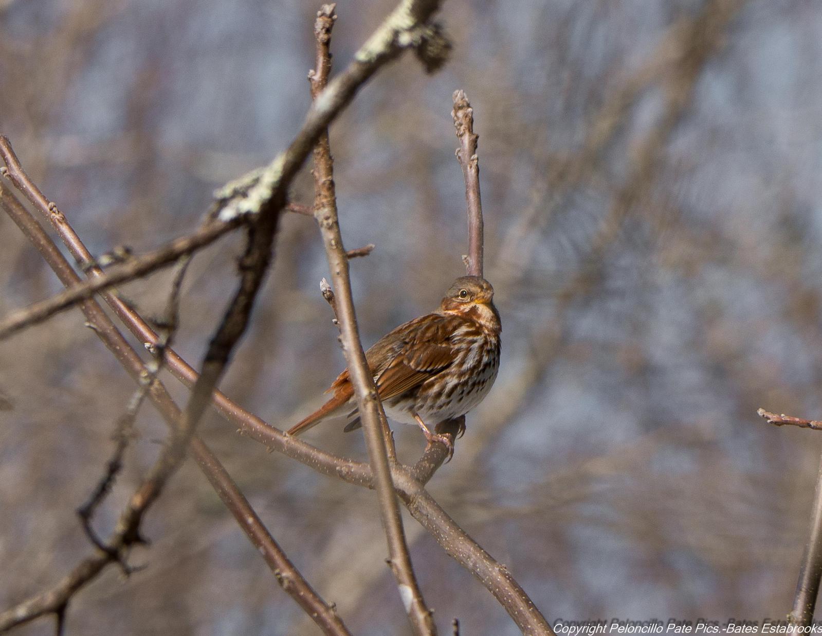 Fox Sparrow (Red) Photo by Bates Estabrooks