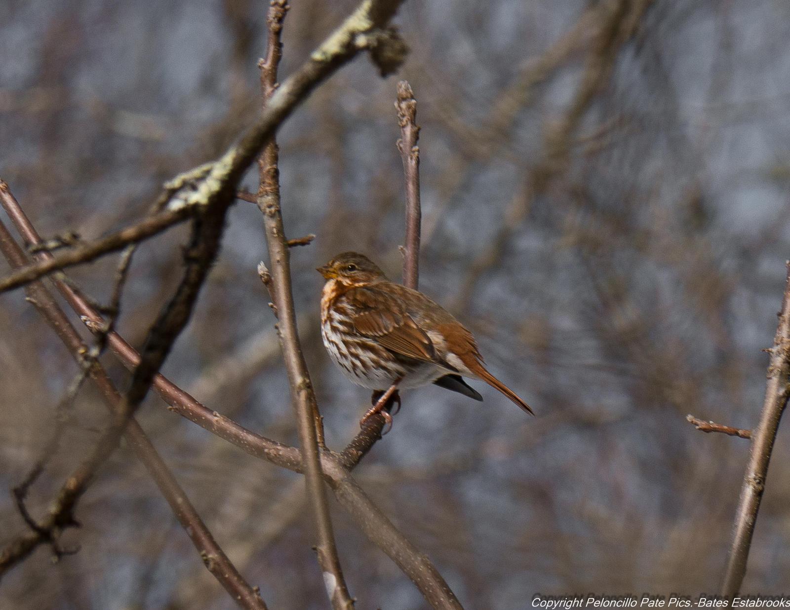 Fox Sparrow (Red) Photo by Bates Estabrooks