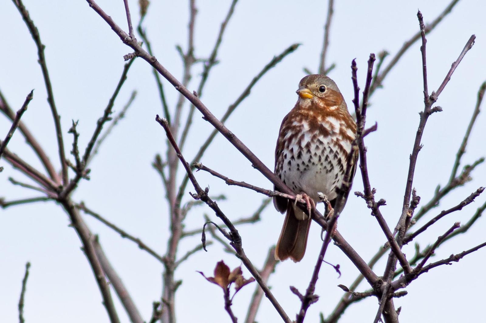 Fox Sparrow (Red) Photo by Rob Dickerson
