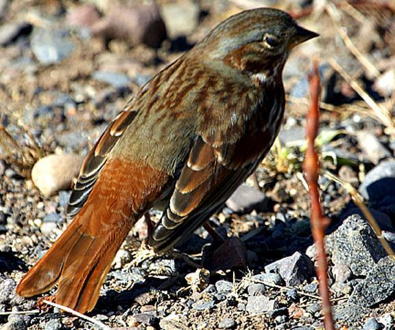 Fox Sparrow (Red) Photo by Dan Tallman