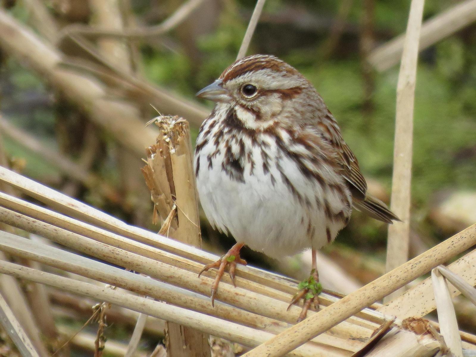 Song Sparrow Photo by Kent Jensen