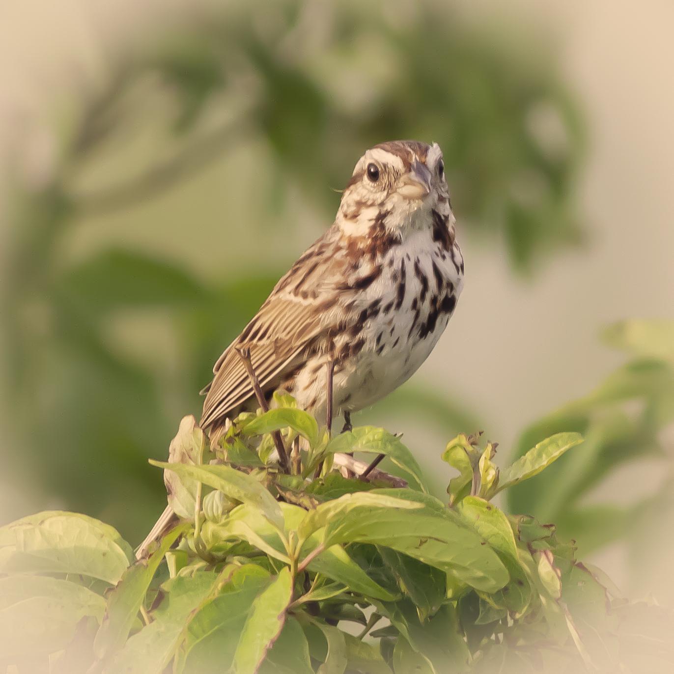 Song Sparrow Photo by Tom Gannon