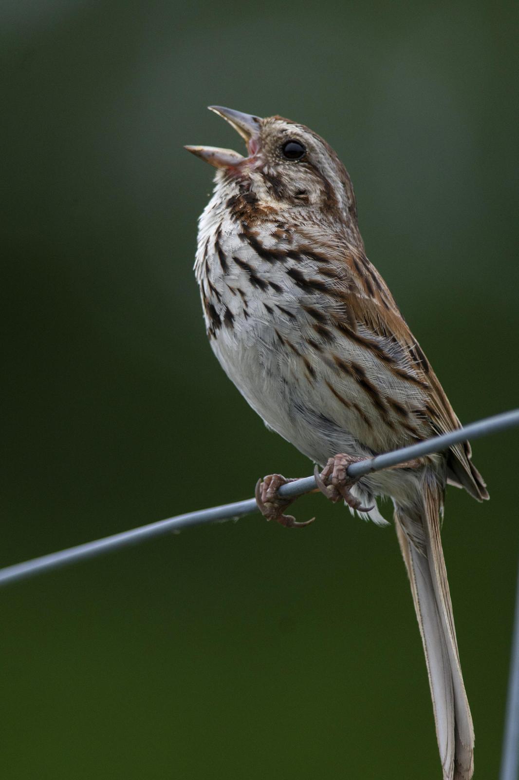 Song Sparrow Photo by Thomas J Dunkerton