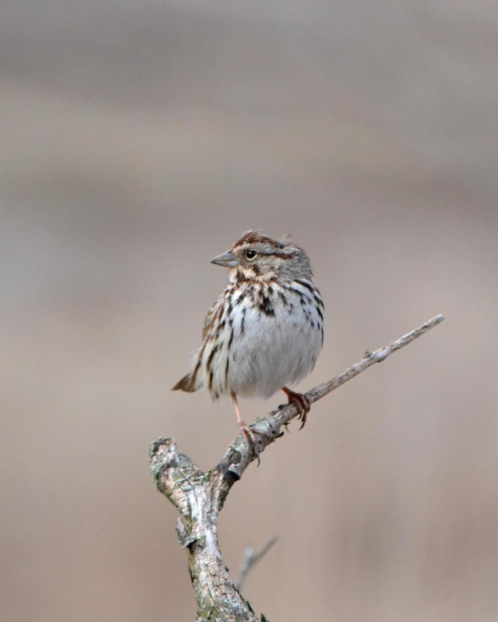 Song Sparrow Photo by Zachary M. Batren