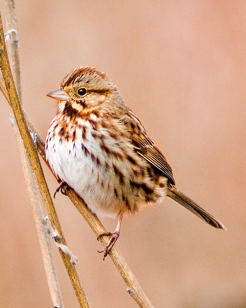 Song Sparrow Photo by Josh Haas