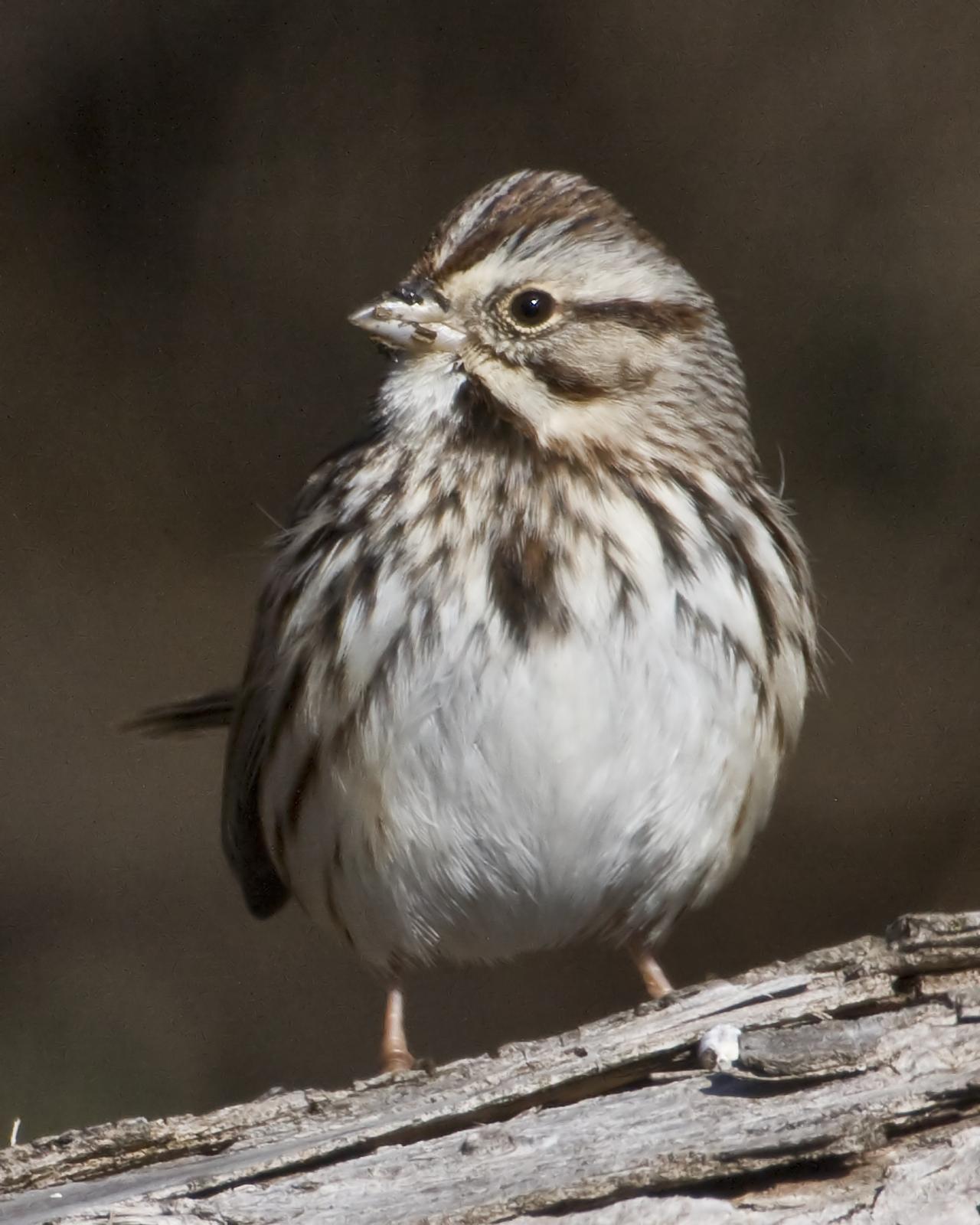 Song Sparrow Photo by Bill Adams