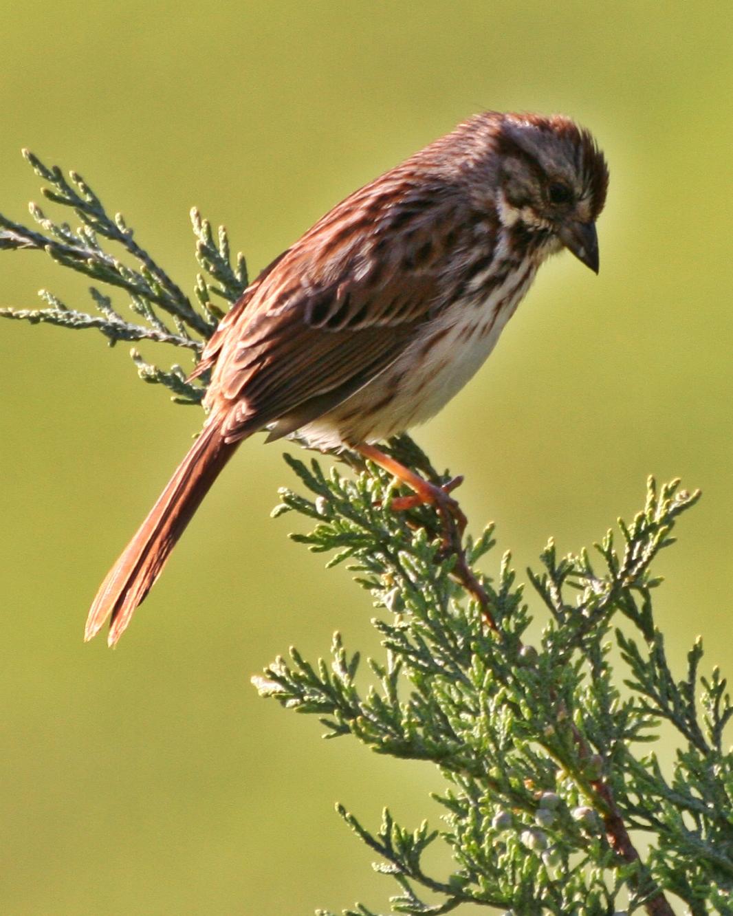Song Sparrow Photo by Andrew Theus