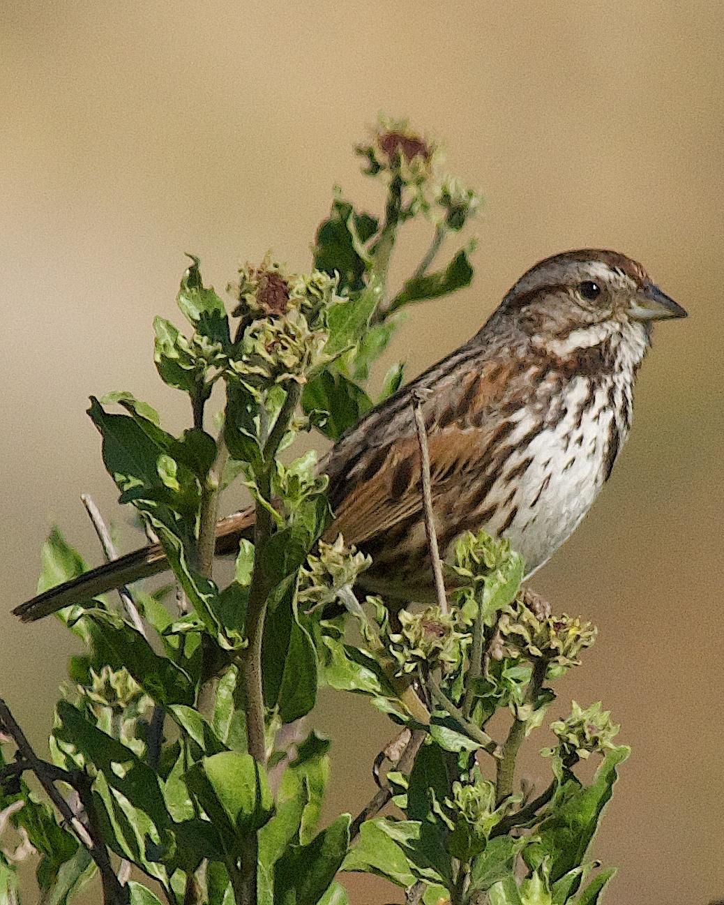 Song Sparrow Photo by Gerald Hoekstra