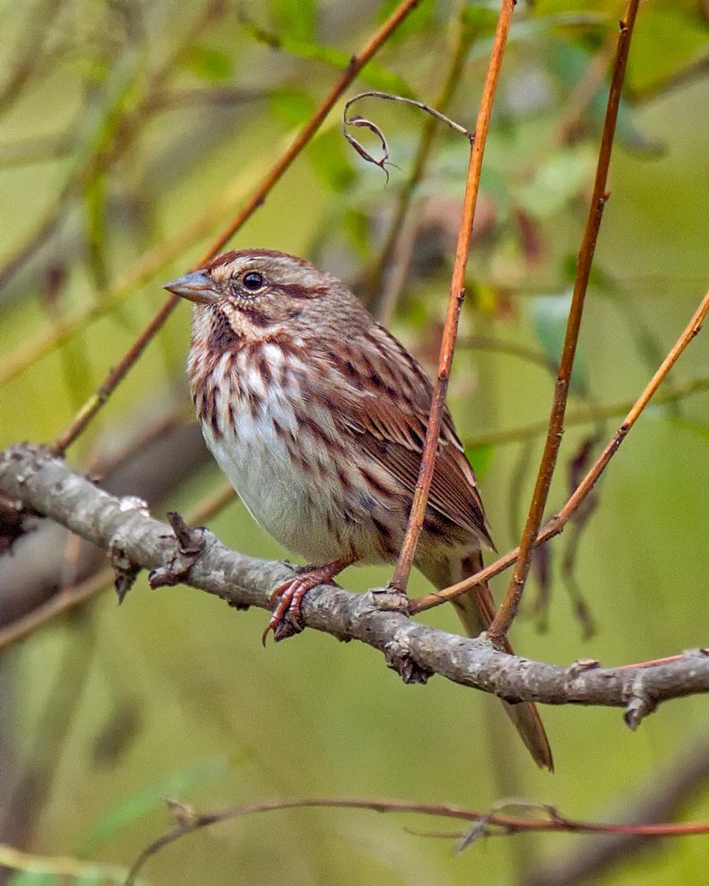 Song Sparrow Photo by JC Knoll