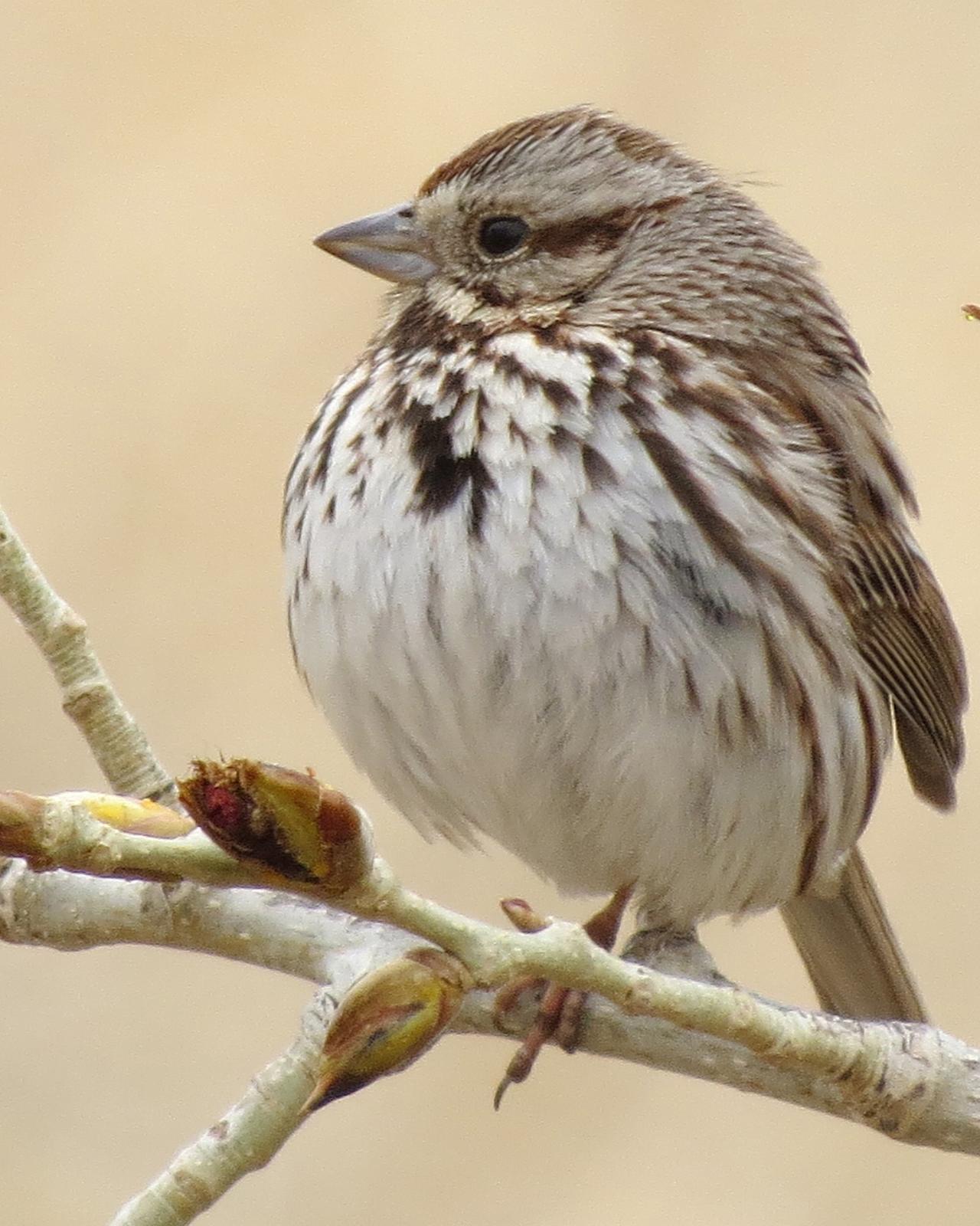 Song Sparrow Photo by Kelly Preheim