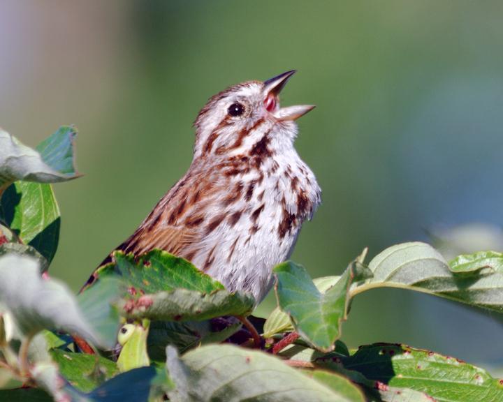 Song Sparrow Photo by Jean-Pierre LaBrèche