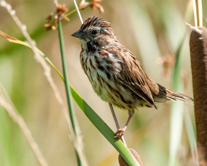 Song Sparrow Photo by Jean-Pierre LaBrèche