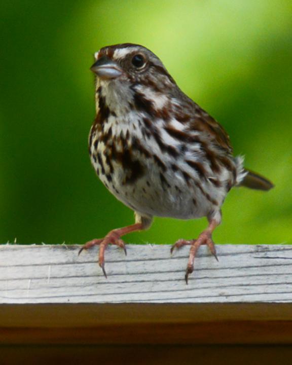 Song Sparrow Photo by James Hawley