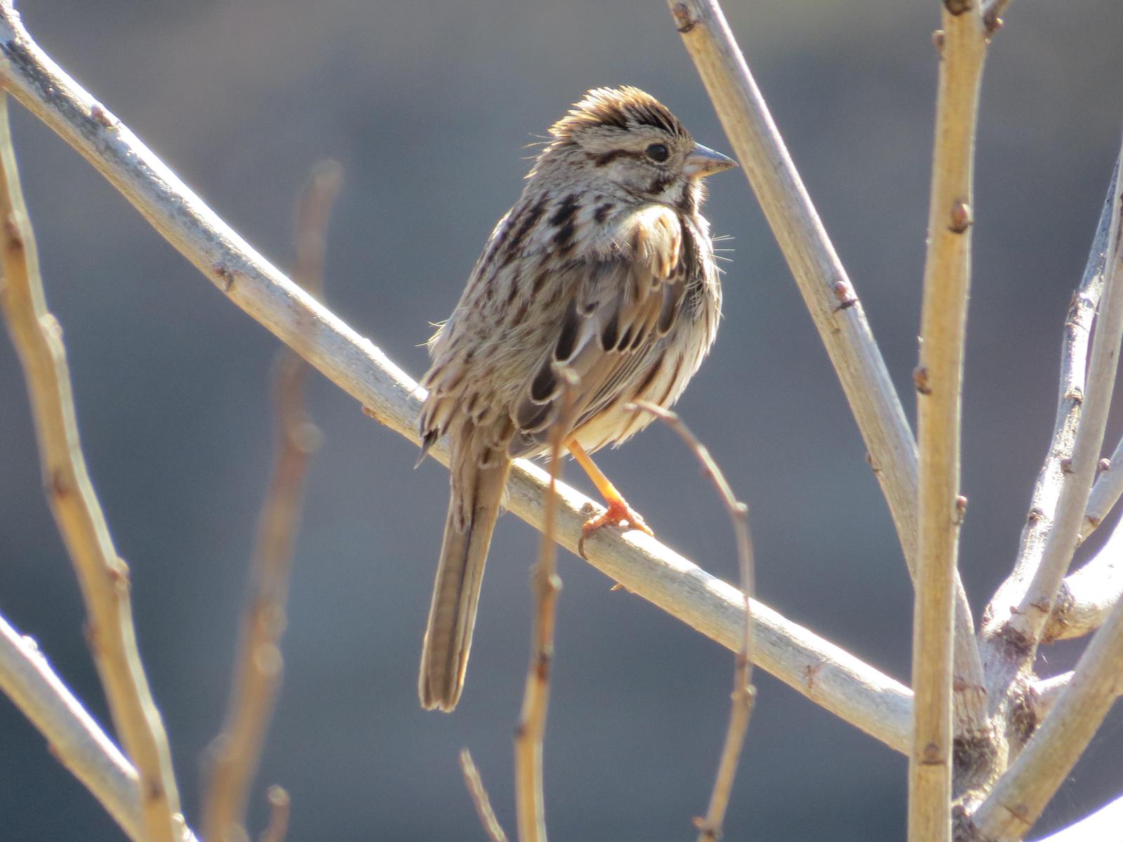 Song Sparrow Photo by Kathy Wooding
