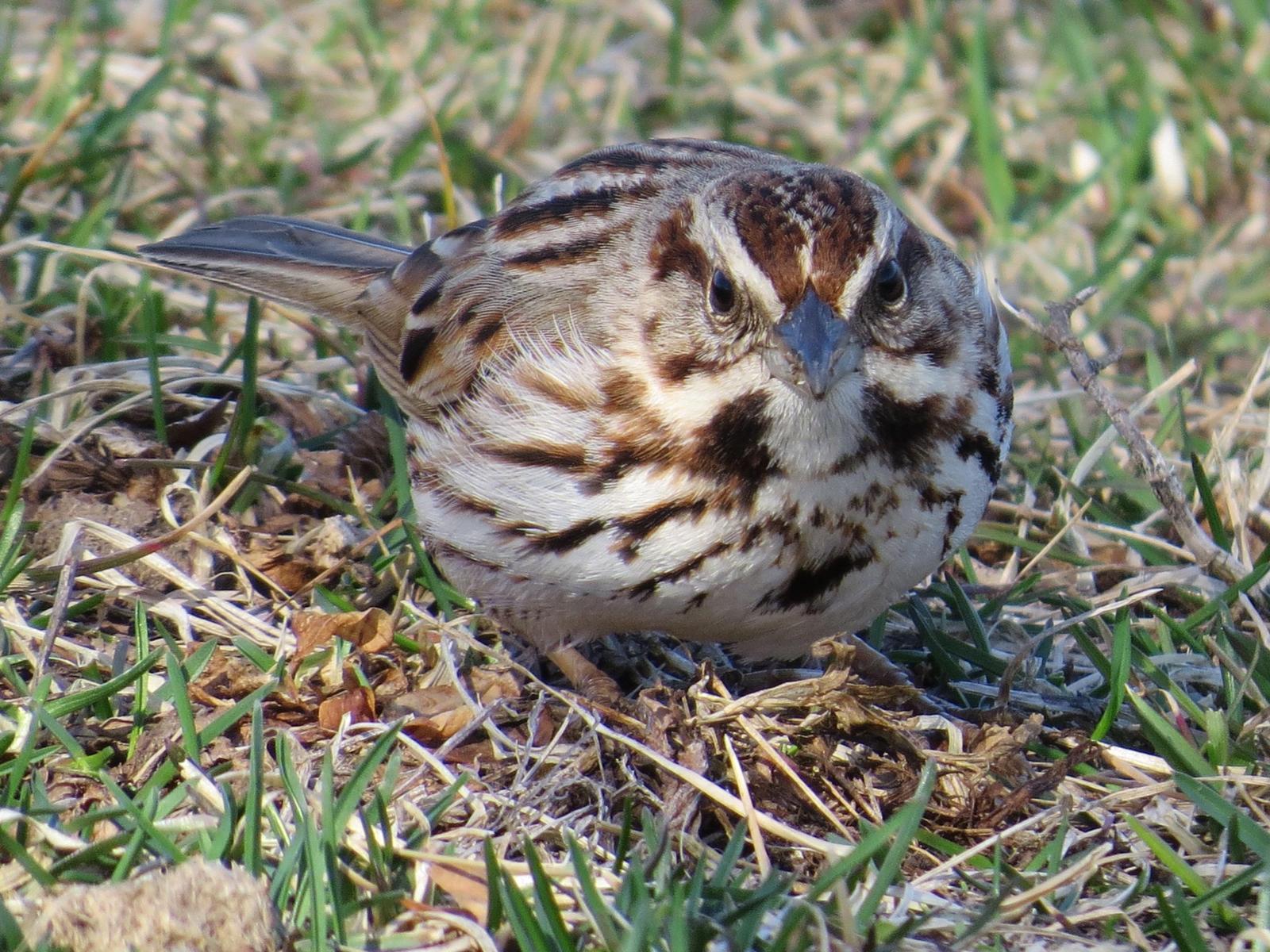 Song Sparrow Photo by Kathy Wooding