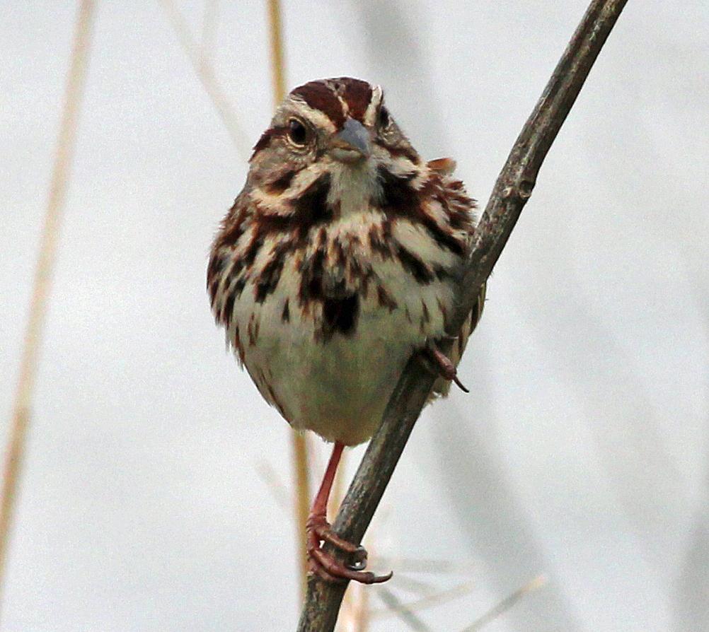Song Sparrow Photo by Tom Gannon