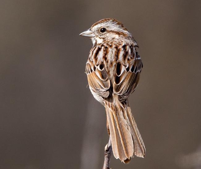 Song Sparrow Photo by Gerald Hoekstra