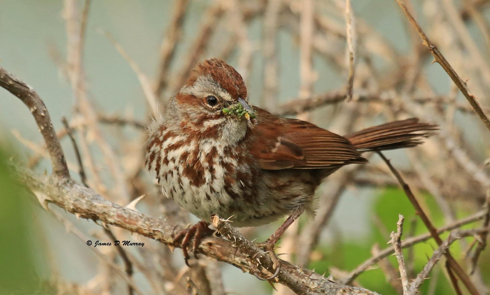 Song Sparrow Photo by Jim  Murray
