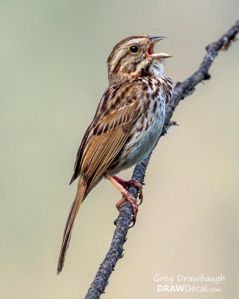 Song Sparrow Photo by Greg Drawbaugh