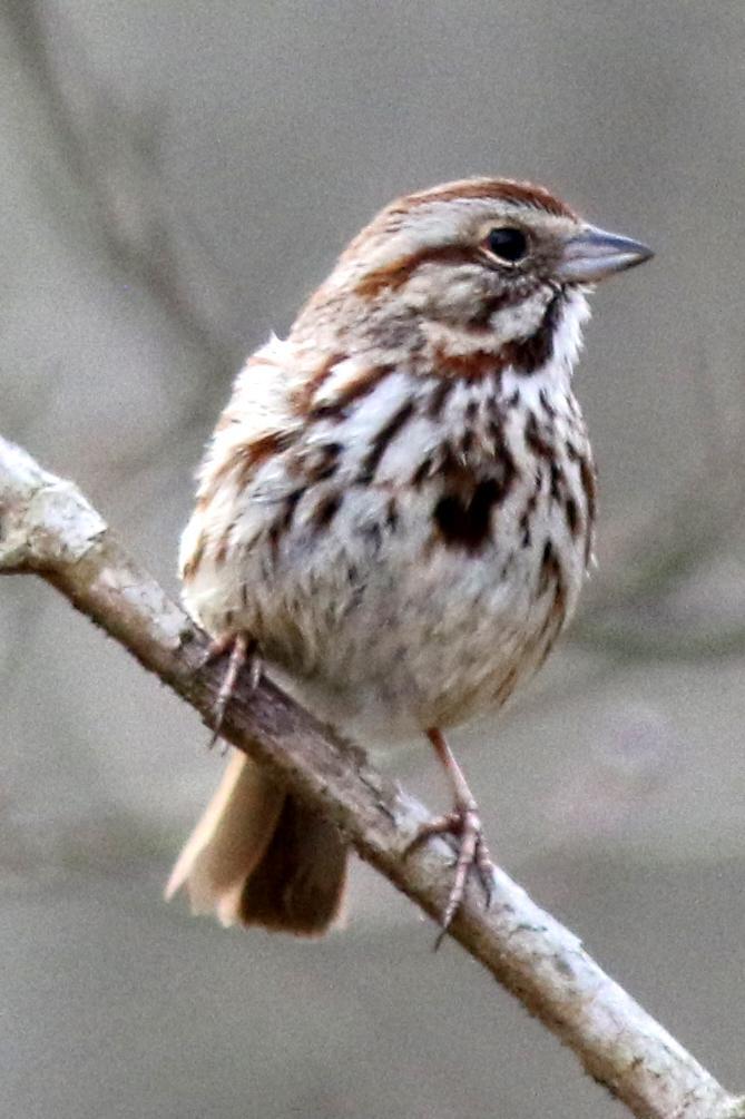 Song Sparrow Photo by Terry Campbell