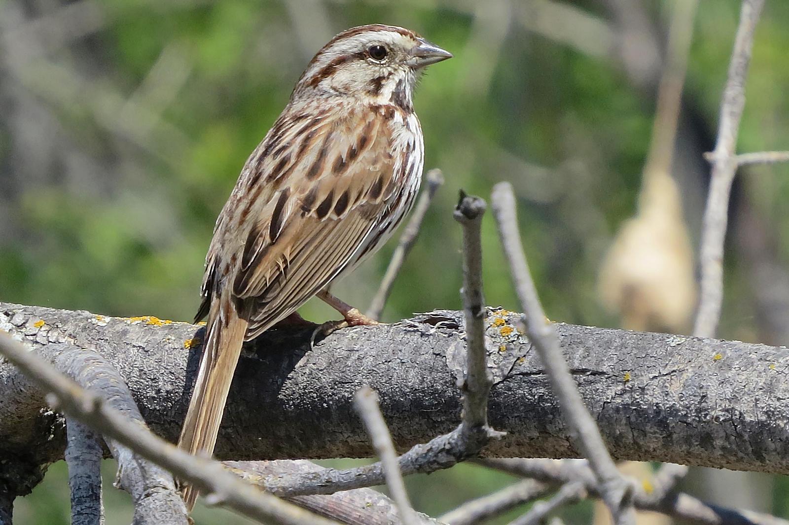 Song Sparrow Photo by Bob Neugebauer