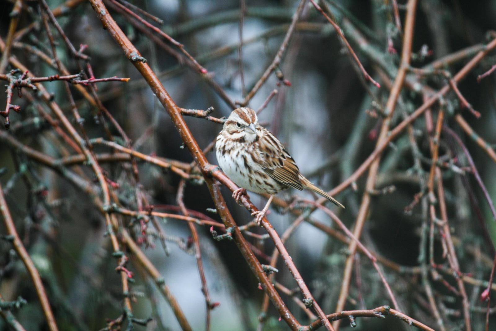 Song Sparrow Photo by Roseanne CALECA
