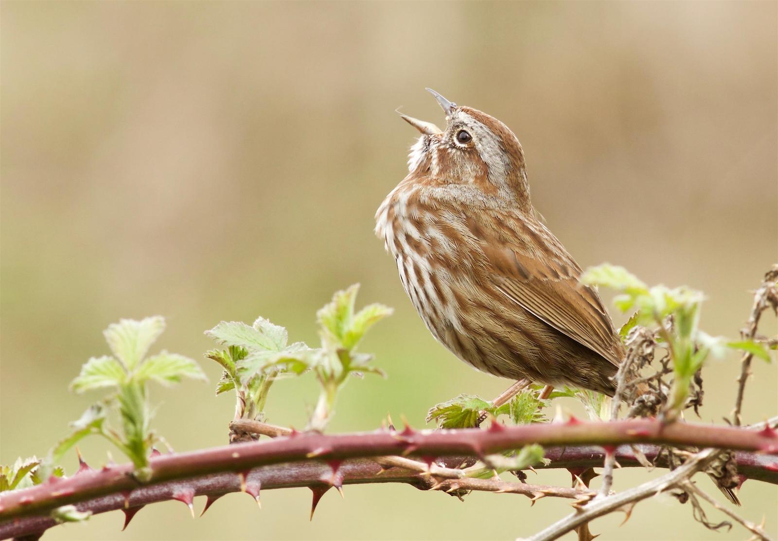 Song Sparrow Photo by Kathryn Keith
