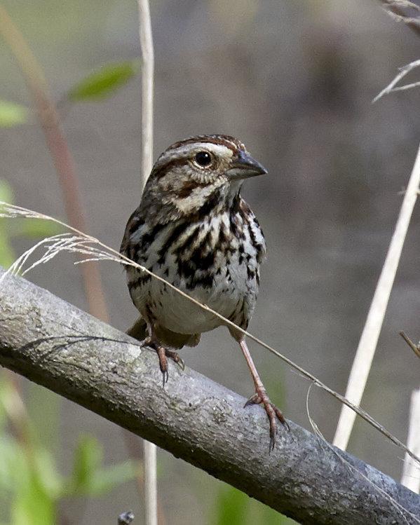 Song Sparrow Photo by Eric Eisenstadt
