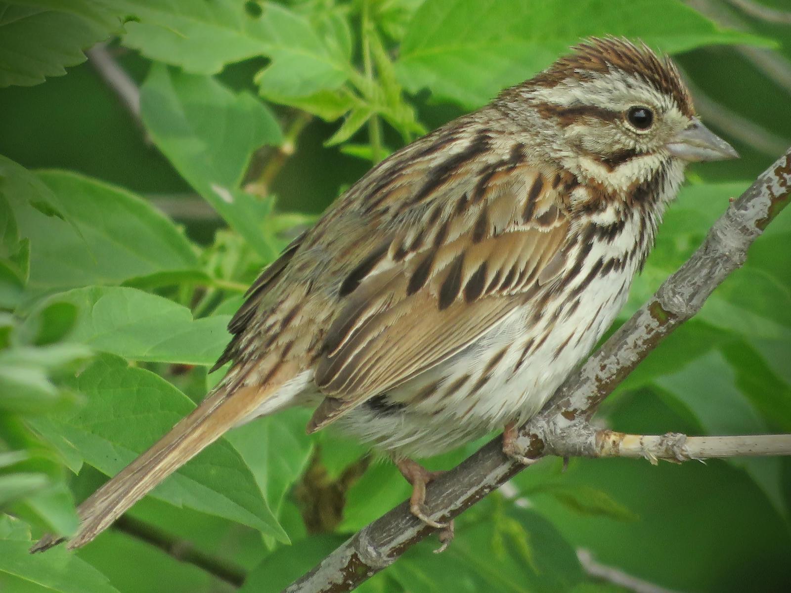 Song Sparrow Photo by Bob Neugebauer