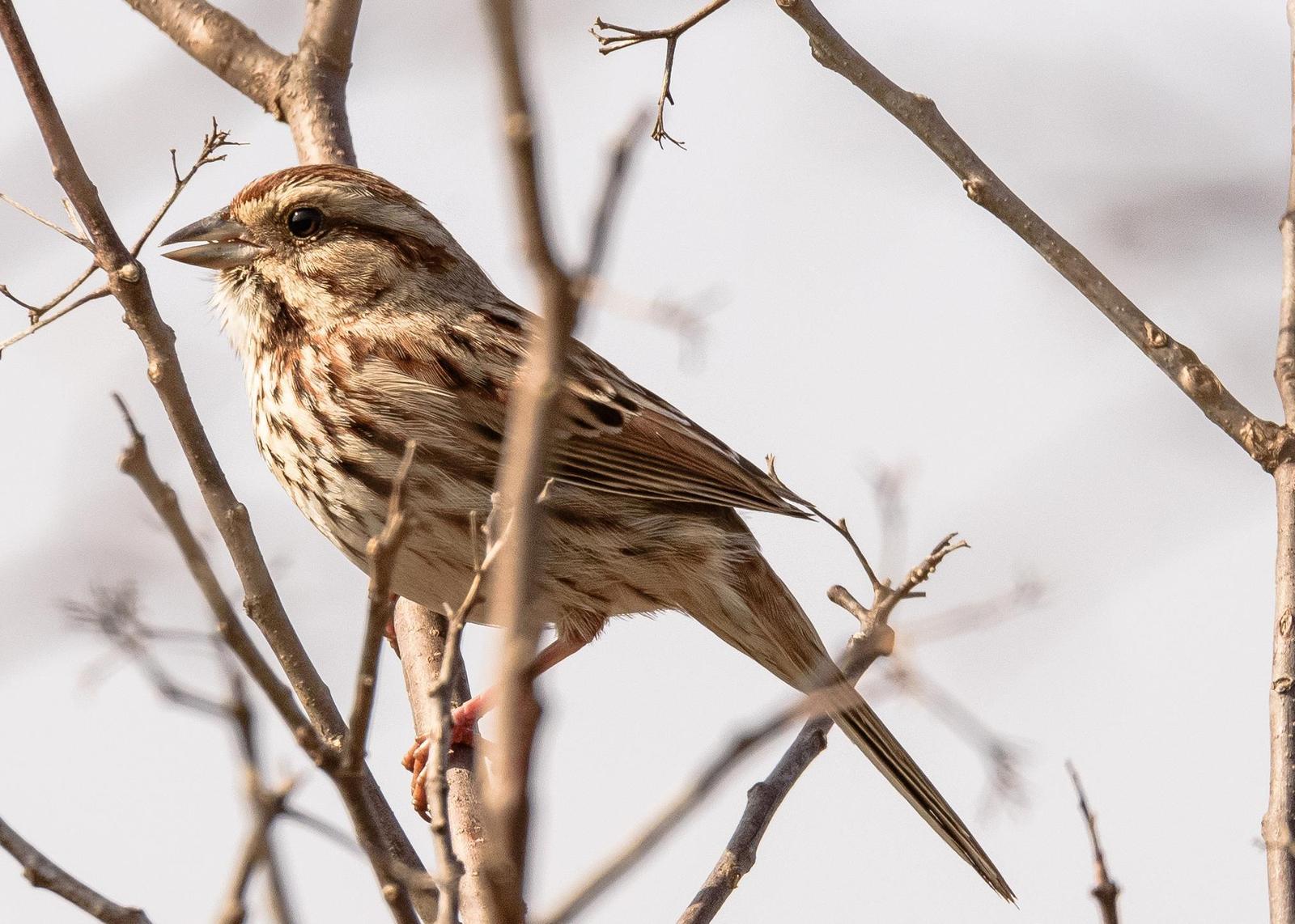 Song Sparrow Photo by Keshava Mysore