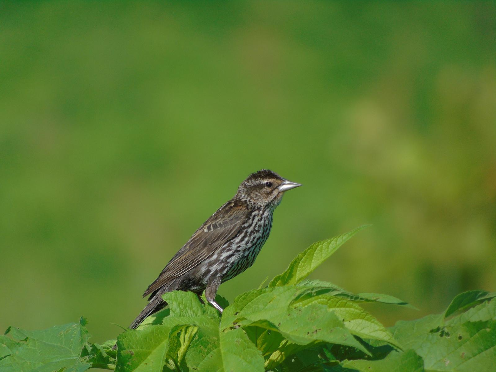 Song Sparrow Photo by Chris Allen
