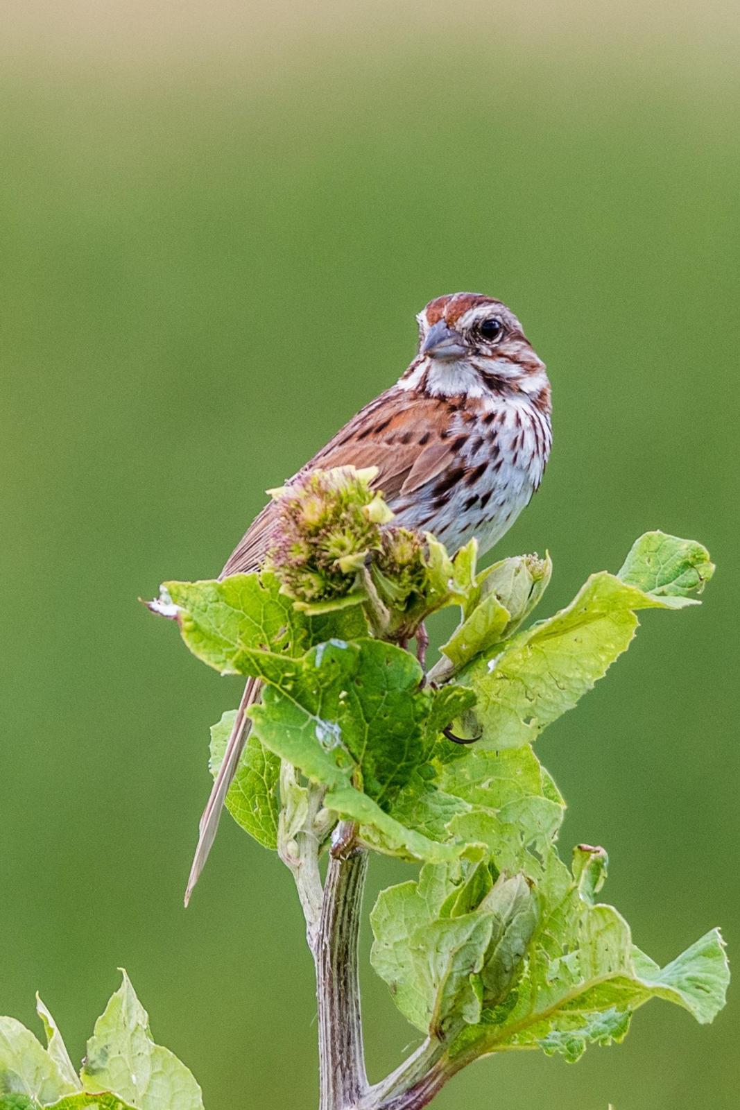 Song Sparrow Photo by Layton  Rikkers