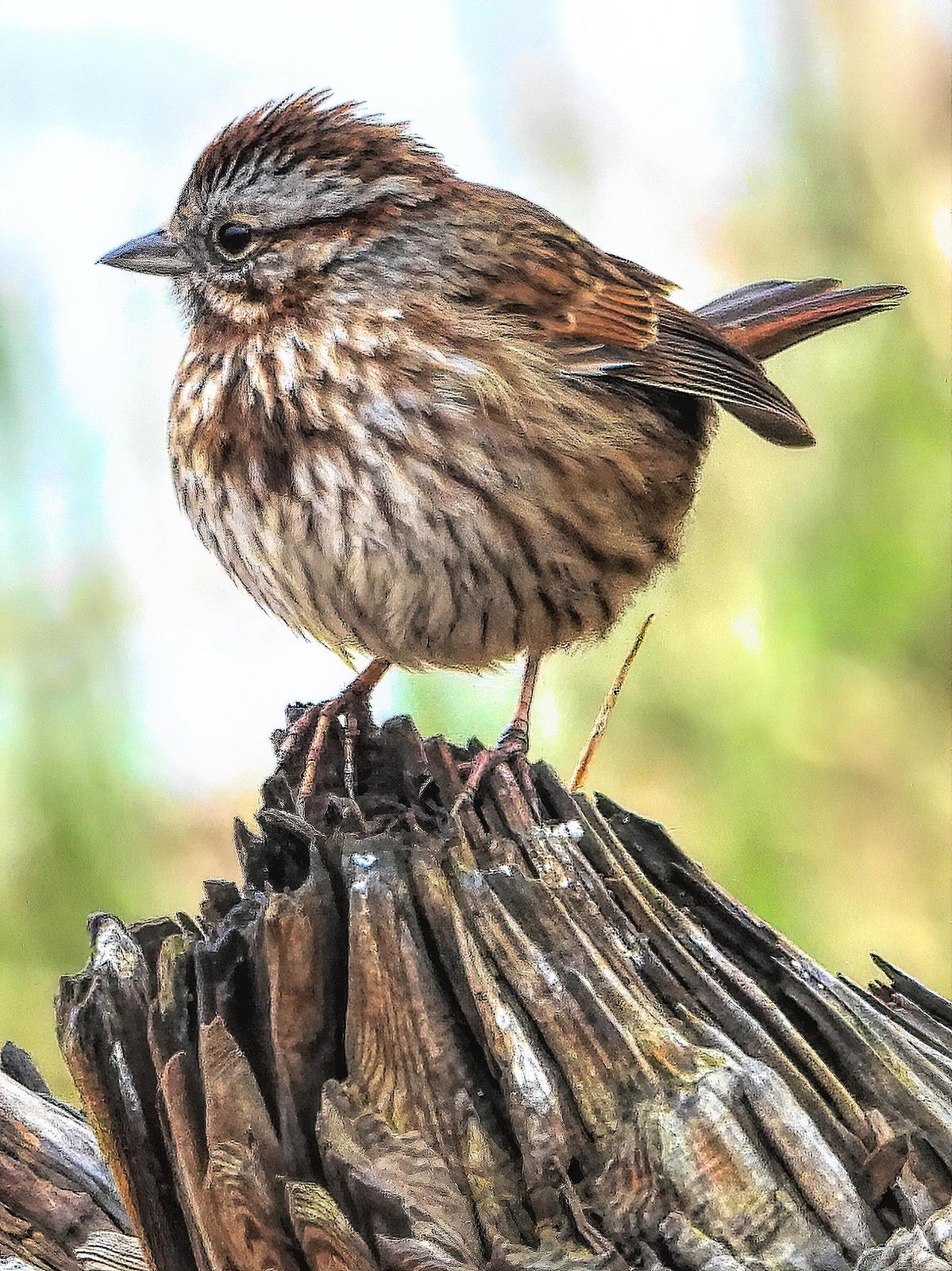Song Sparrow Photo by Dan Tallman