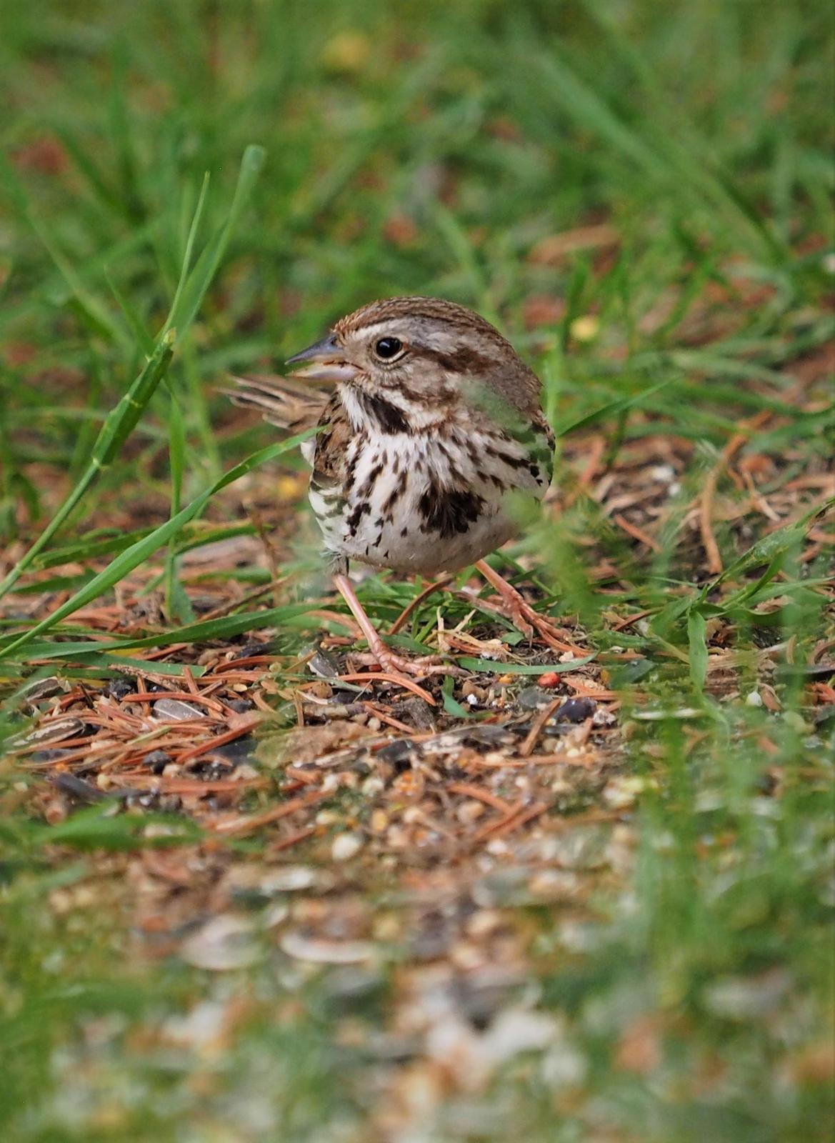 Song Sparrow Photo by Colin Hill