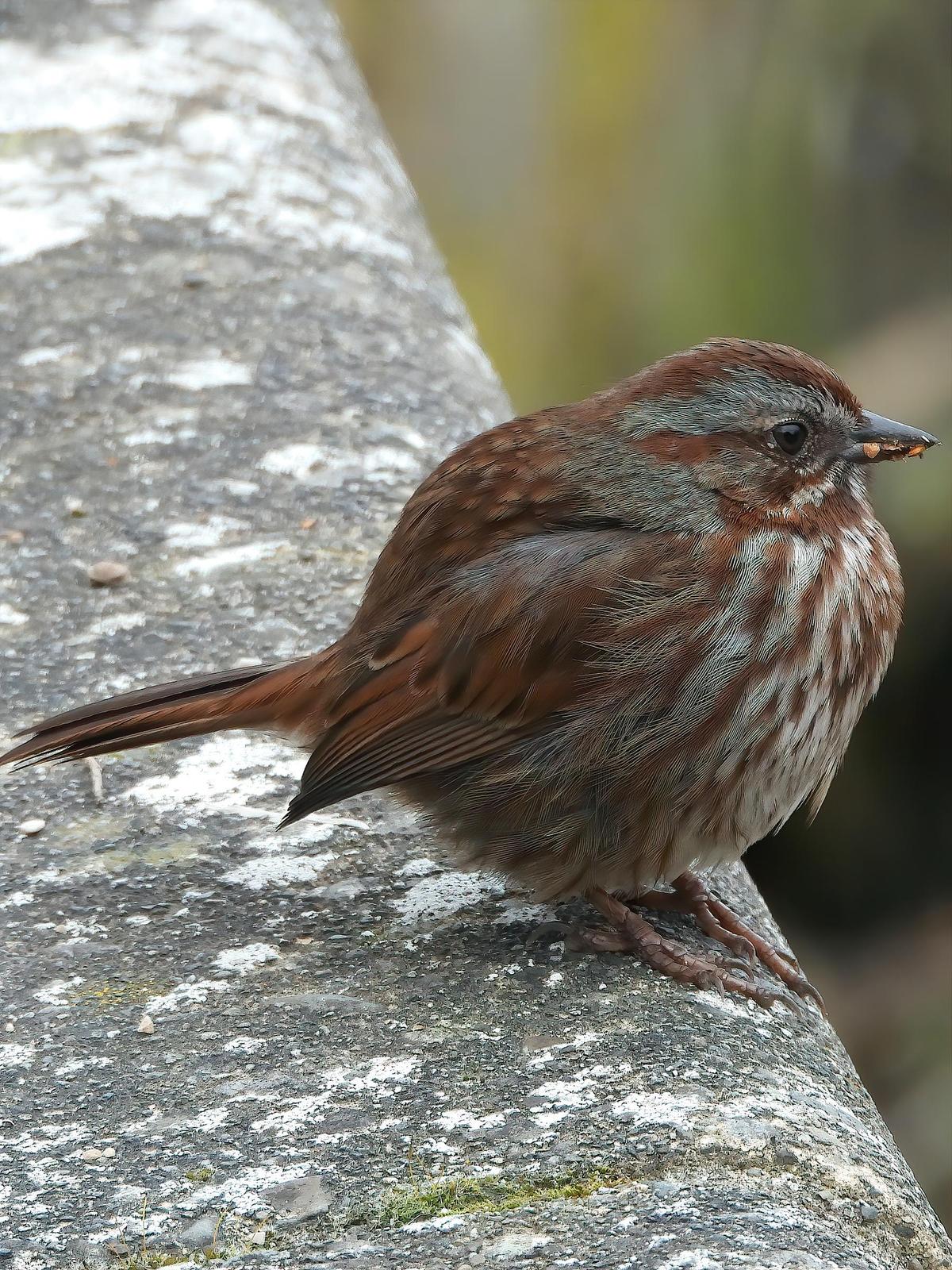 Song Sparrow Photo by Dan Tallman