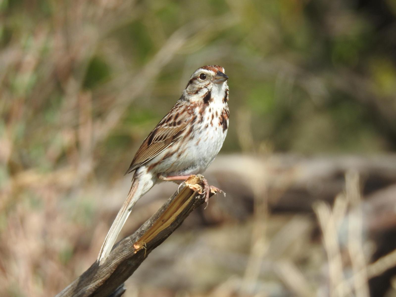 Song Sparrow Photo by Enid Bachman
