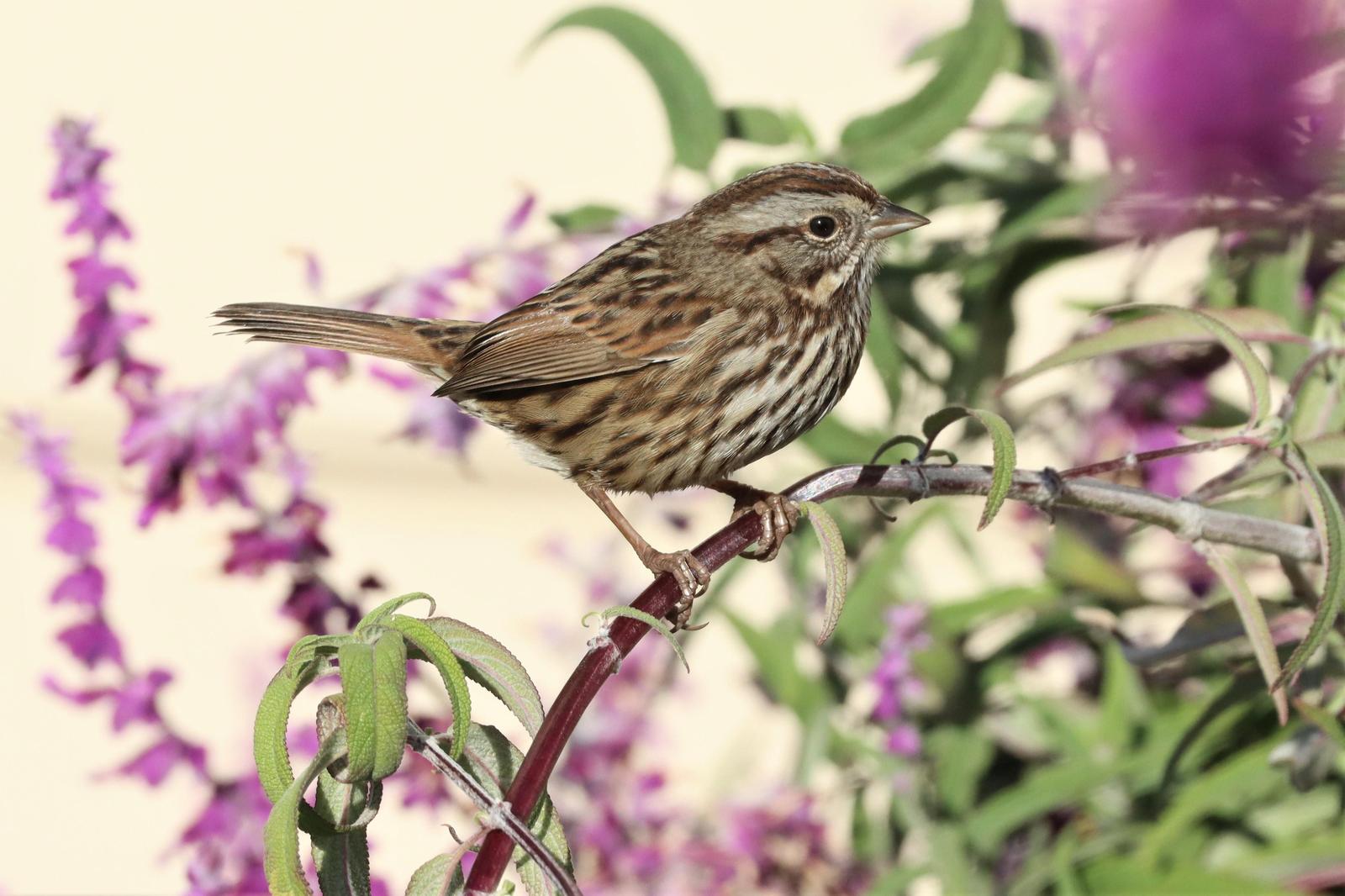 Song Sparrow Photo by Richard Jeffers