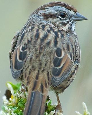 Song Sparrow Photo by Pete Myers