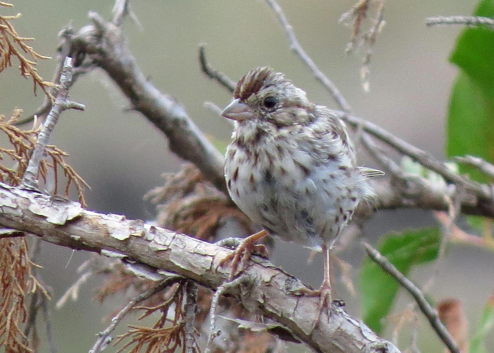 Song Sparrow Photo by Kelly Preheim