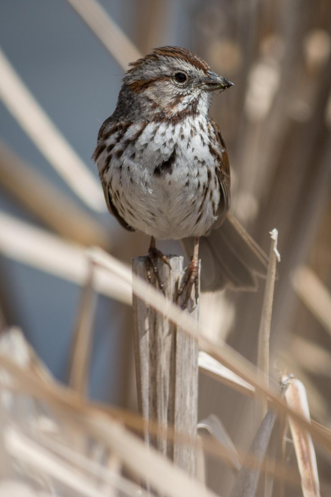 Song Sparrow Photo by Jesse Hodges