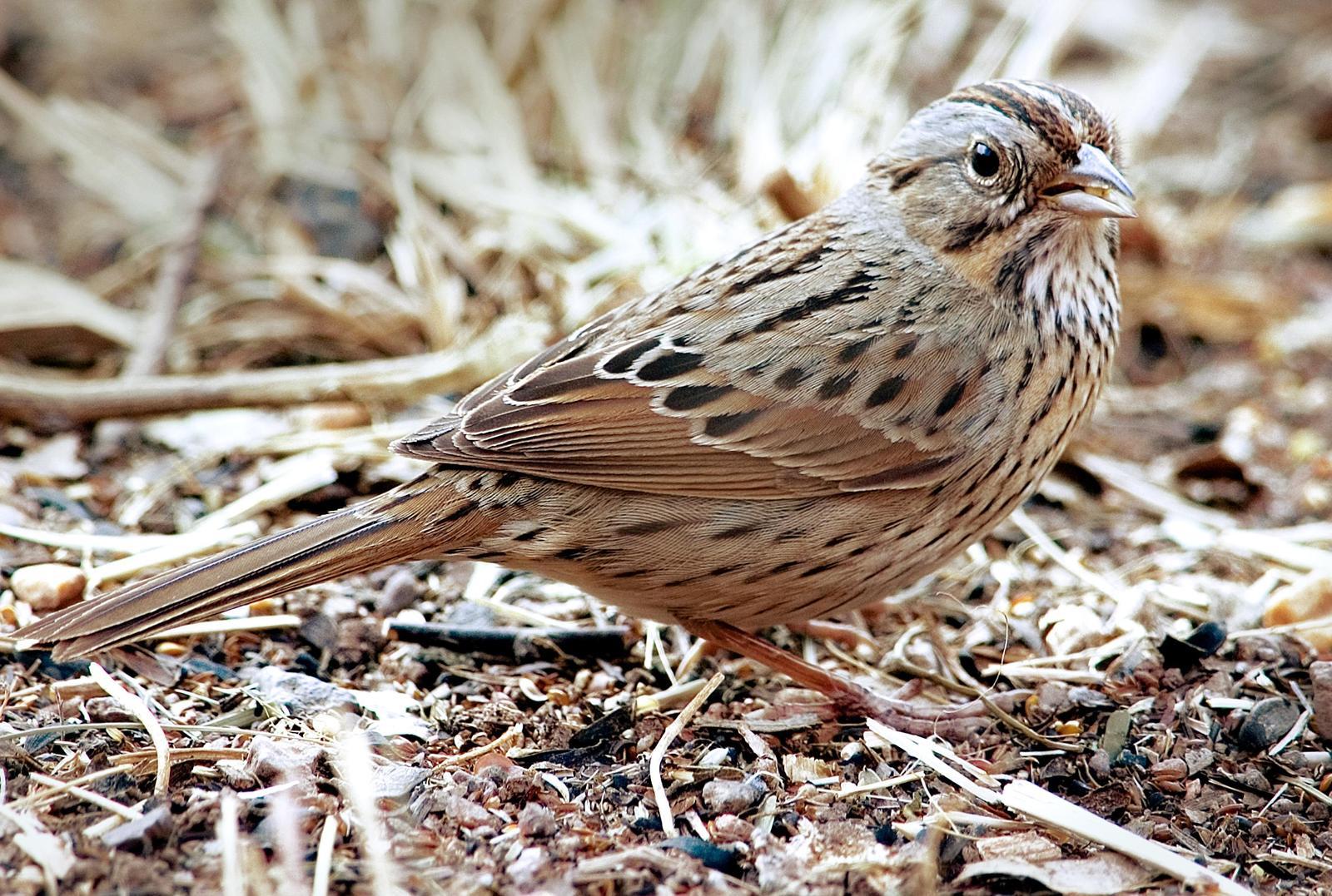 Lincoln's Sparrow Photo by Mason Rose