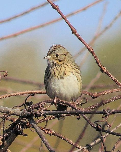 Lincoln's Sparrow Photo by Kevin Brabble