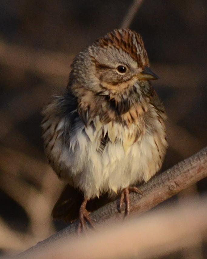 Lincoln's Sparrow Photo by Dan Belcher
