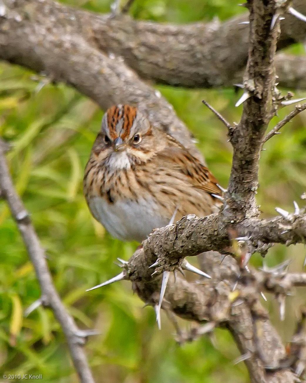 Lincoln's Sparrow Photo by JC Knoll