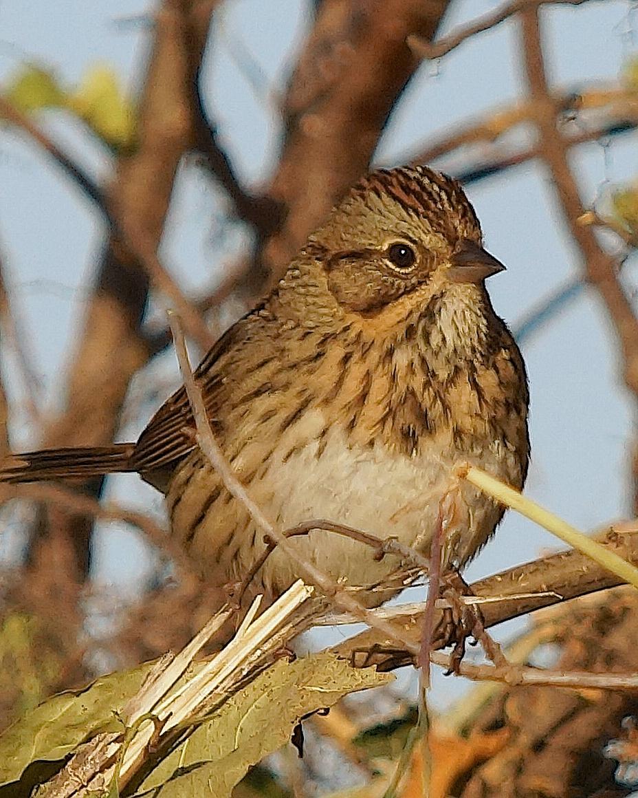 Lincoln's Sparrow Photo by Gerald Hoekstra