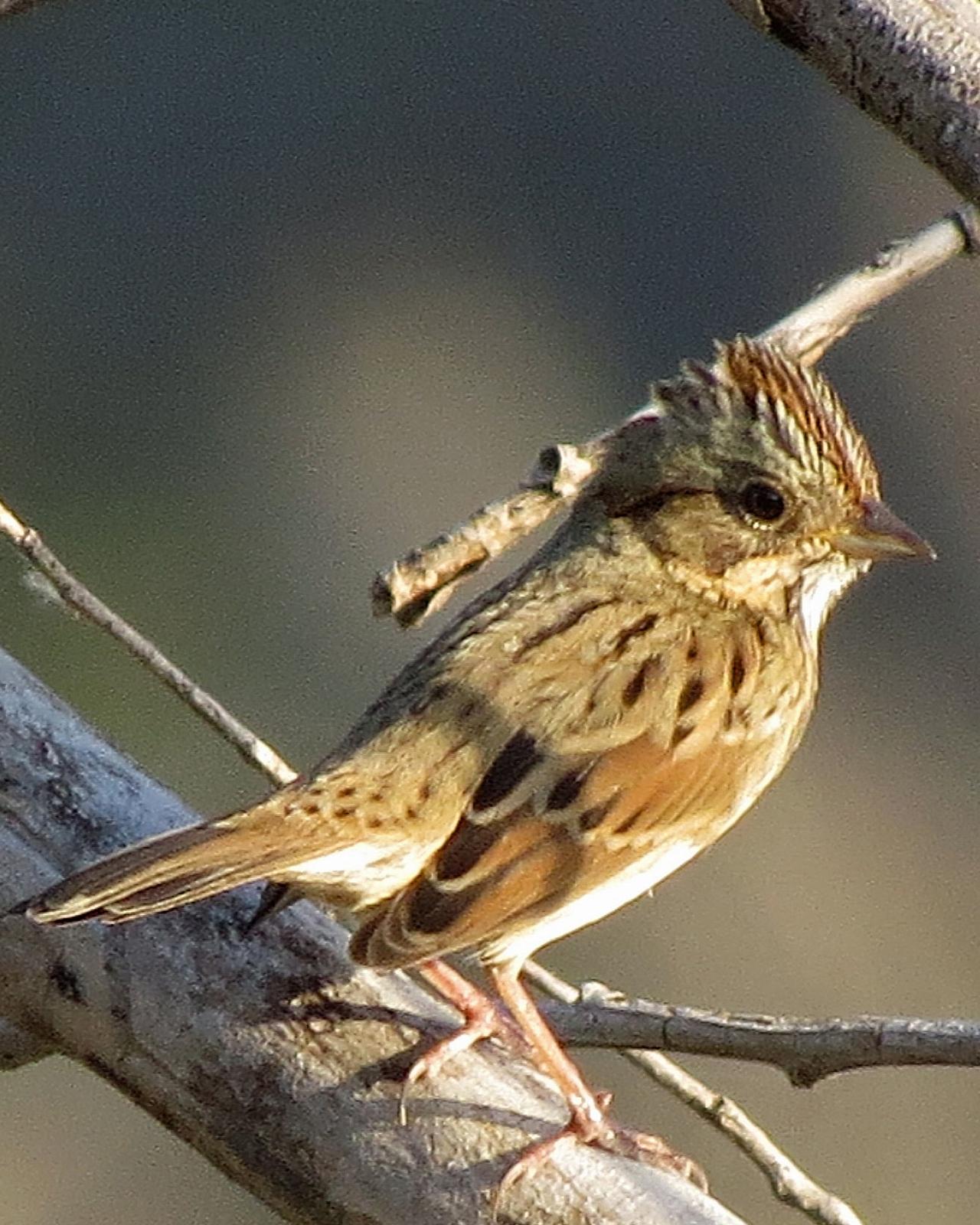 Lincoln's Sparrow Photo by Kelly Preheim