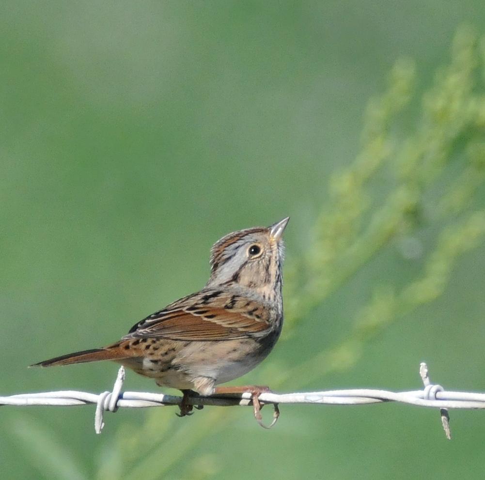 Lincoln's Sparrow Photo by Steven Mlodinow
