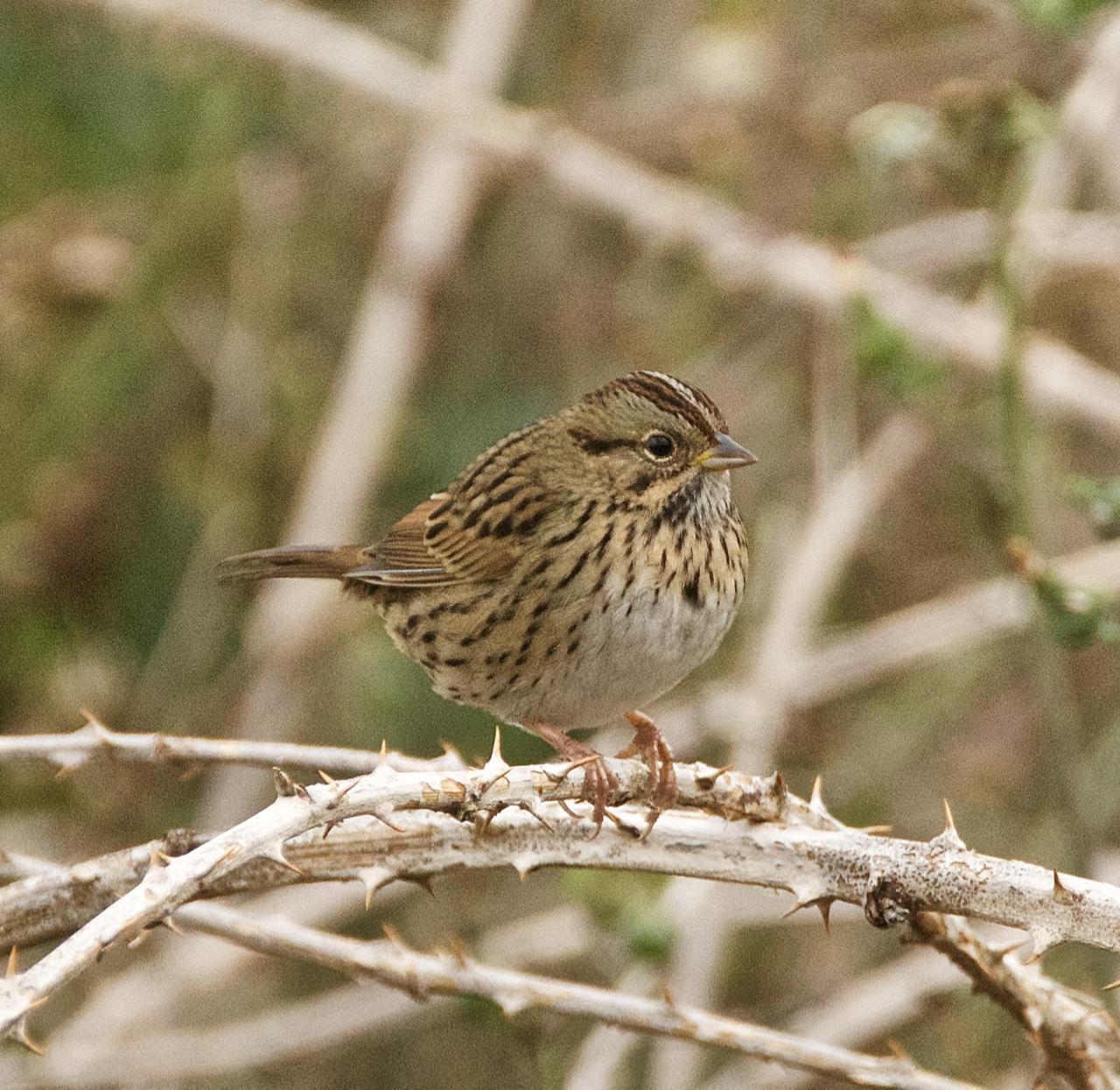 Lincoln's Sparrow Photo by Brian Avent