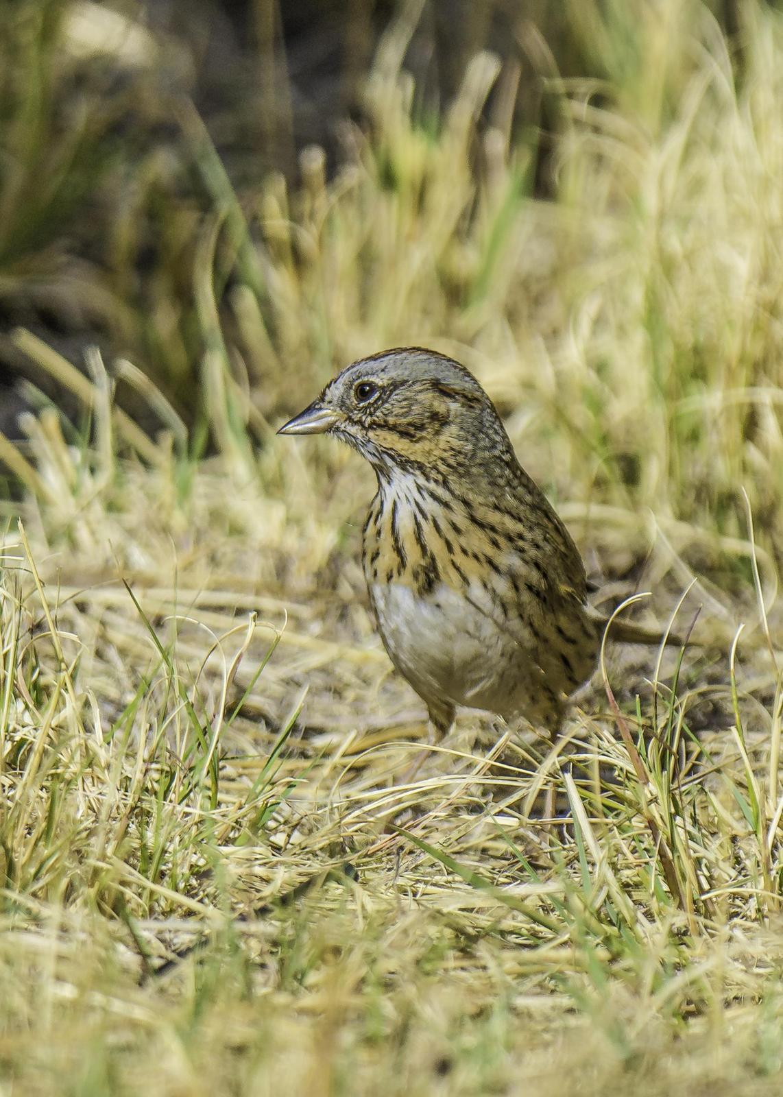 Lincoln's Sparrow Photo by Mason Rose