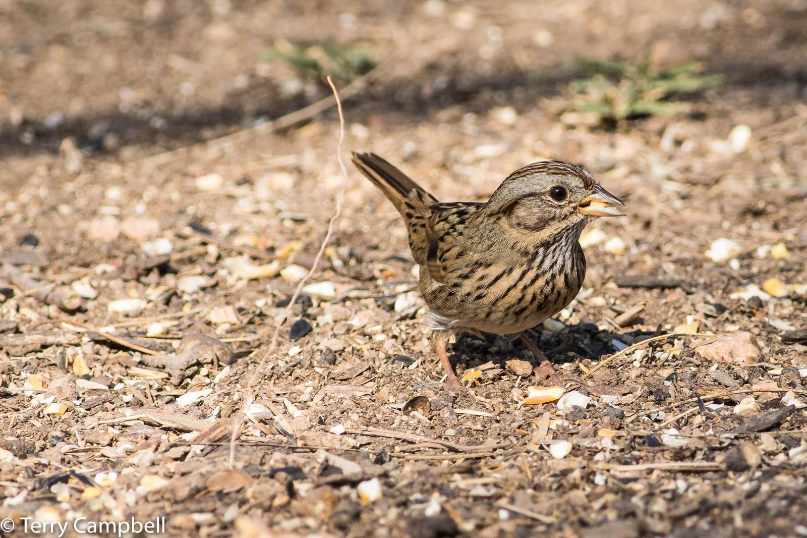 Lincoln's Sparrow Photo by Terry Campbell